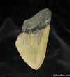 Megalodon Tooth #950-1